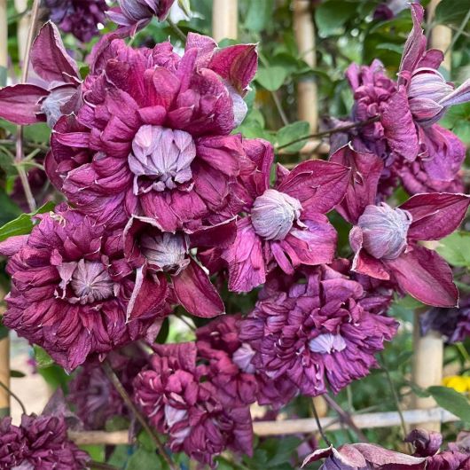 Clematis viticella Purpurea Plena Elegans